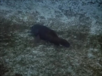 FLIPPER_-_E1X07_COUNTDOWN_FOR_FLIPPER_0252.jpg