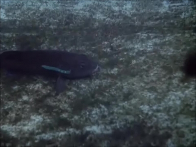 FLIPPER_-_E1X07_COUNTDOWN_FOR_FLIPPER_0258.jpg