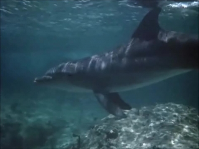 FLIPPER_-_E1X07_COUNTDOWN_FOR_FLIPPER_0357.jpg