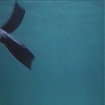 FLIPPER_-_E1X07_COUNTDOWN_FOR_FLIPPER_0157.jpg
