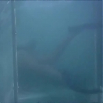 FLIPPER_-_E1X07_COUNTDOWN_FOR_FLIPPER_0244.jpg