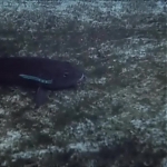 FLIPPER_-_E1X07_COUNTDOWN_FOR_FLIPPER_0258.jpg