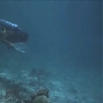 FLIPPER_-_E1X07_COUNTDOWN_FOR_FLIPPER_0327.jpg