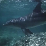 FLIPPER_-_E1X07_COUNTDOWN_FOR_FLIPPER_0357.jpg