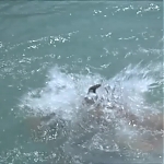 FLIPPER_-_E1X07_COUNTDOWN_FOR_FLIPPER_1278.jpg